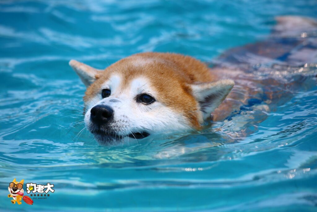 swimming pool for dogs in taoyuan taiwan